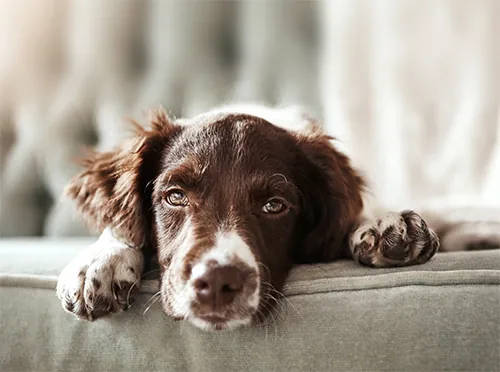 Hund, der auf dem Sofa liegt und in die Kamera schaut.