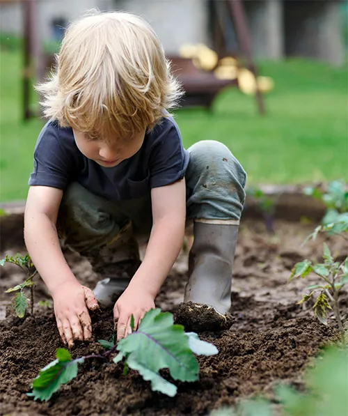 Ein Kind pflanzt Kohl auf einem Beet. Foto: Gettyimages für Unsplash+, unsplash.com